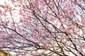 Pink cheery blossom Royalty Free Stock Photo