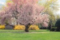 Pink cheery blossom Royalty Free Stock Photo