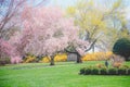 Pink cheery blossom Royalty Free Stock Photo