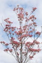 Pink Cherokee Brave Dogwood Blooms against Sky SKY Royalty Free Stock Photo