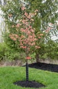 Pink Cherokee Brave Dogwood in Early Bloom Royalty Free Stock Photo