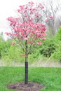 Pink Cherokee Brave Dogwood Tree in Springtime Bloom Royalty Free Stock Photo