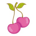 pink cherries fruits