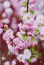 Pink cherry almond blossom tree Royalty Free Stock Photo