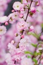 Pink cherry almond blossom tree Royalty Free Stock Photo