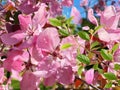 Pink red cherry apple blossom flowers on tree branch spring nature gardening floralr