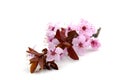 Pink Cherry Blosoms Fresh Spring Growth Bloom