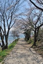 Pink Cherry blossom along the pathway at lake Kawaguchi