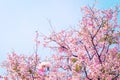 Pink cherry blossom, beautiful flowers against blue sky in spring summer lovely sweet nature