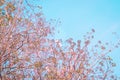 Pink cherry blossom, beautiful flowers against blue sky in spring summer lovely sweet nature