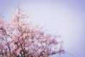 Pink cherry blossom, beautiful flowers against blue sky in spring summer lovely sweet nature