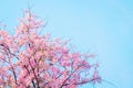 Pink cherry blossom, beautiful flowers against blue sky in spring summer lovely sweet nature