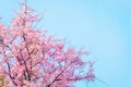 Pink cherry blossom, beautiful flowers against blue sky in spring summer lovely sweet nature