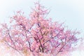 Pink cherry blossom, beautiful flowers against clear sky in spring summer lovely sweet nature