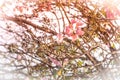 Pink cherry blossom, beautiful flowers against clear sky in spring summer lovely sweet nature selective focus blur background