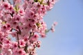 Pink cherry blossom. Beautiful Pink flowers on spring blooming tree branch, blue sky.Spring blossoms Royalty Free Stock Photo