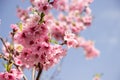 Pink cherry blossom. Beautiful Pink flowers on spring blooming tree branch, blue sky.Spring blossoms Royalty Free Stock Photo