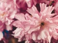 Pink cherry blossom beautiful romantic flowers