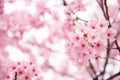 Pink Cherry blossom Royalty Free Stock Photo