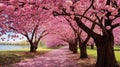 A Pink Cherry blossom beauty of Spring