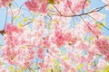 Pink Cherry blossom on blue sky full frame, view from below. Sakura cherry tree flowers a lot, spring texture background in Royalty Free Stock Photo