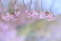 Pink cherry blossom bouquet against blur background in chiangmai northern of thailand