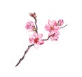 Pink cherry blossom, branch of sakura flowers in spring time. Watercolor blooming twig