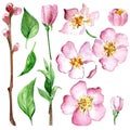 pink cherry blossom branch painted in watercolor