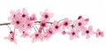 Pink cherry blossom branch in spring, isolated on white