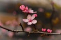 Fragile Cherry-blossom in spring Royalty Free Stock Photo