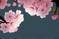 Pink Cherry blossom Royalty Free Stock Photo