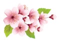 Pink Cherry Blossom Flower Branch