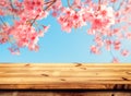 Pink cherry blossom flower sakura on sky background in spring season. Royalty Free Stock Photo