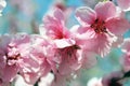 Pink cherry blossom flower in spring time over blue sky