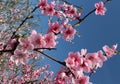 Pink cherry blossom flower in spring time over blue sky Royalty Free Stock Photo