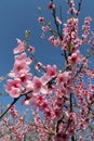 Pink cherry blossom flower in spring time over blue sky Royalty Free Stock Photo