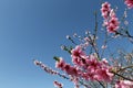 Pink cherry blossom flower in spring time over blue sky Royalty Free Stock Photo