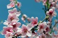 Pink cherry blossom flower in spring time over blue sky Royalty Free Stock Photo