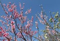 Pink cherry blossom flower in spring time over blue sky Royalty Free Stock Photo