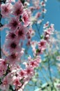 Pink cherry blossom flower in spring time over blue sky Royalty Free Stock Photo