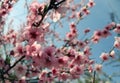 Pink cherry blossom flower in spring time over blue sky Royalty Free Stock Photo