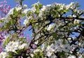 Pink cherry blossom flower in spring time over blue sky Royalty Free Stock Photo