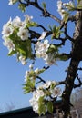 Pink cherry blossom flower in spring time over blue sky.