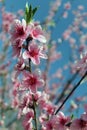 Pink cherry blossom flower in spring time over blue sky Royalty Free Stock Photo