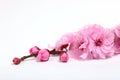 Pink Cherry Blossom Flowers Closeup Royalty Free Stock Photo