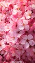 Pink cherry blossom flowers closeup spring background Royalty Free Stock Photo