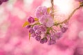 Pink cherry blossom flowers Royalty Free Stock Photo