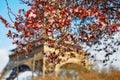 Pink cherry blossom flowers in full bloom and the Eiffel tower Royalty Free Stock Photo