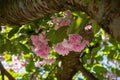 Pink cherry blossom flowers under a tree branch Royalty Free Stock Photo