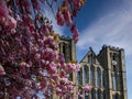 Ripon Cathedral Fronted by a Pink Cherry Blossom.